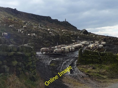 Photo 6x4 sheep below earl - 6x4,