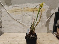 Sarracenia Flava var. Cuprea