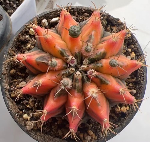 Cm gymnocalycium - 5,5,