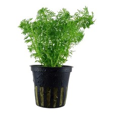 Limnophila Sessiliflora |