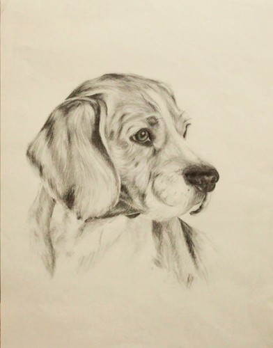 Ritratto matita animali - a, di