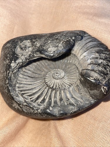 Sacra shaligram ammonite - sacra,