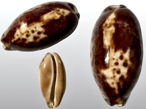 Cypraea testudinaria nana - cypraea, f.