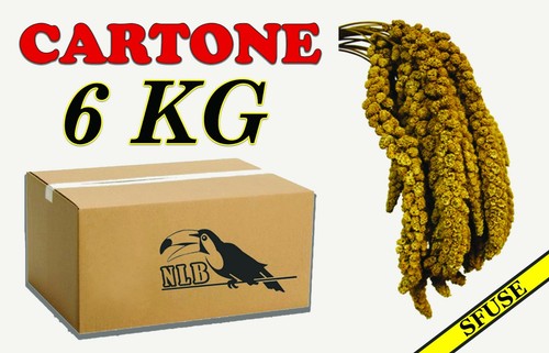 Spighe panico kg sfuse - kg,