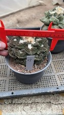 1pcs  Self-rooted Ariocarpus