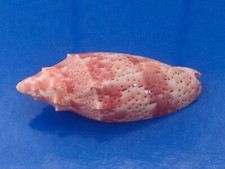 Conchiglia Shell Voluta CYMBIOLA CRACENTA  mm 74,6  Australia  RARA
