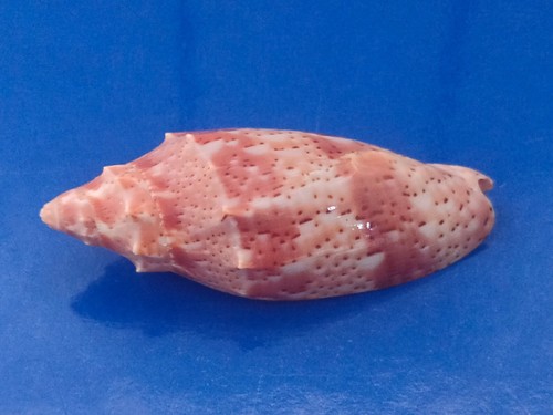 Conchiglia shell voluta - conchiglia,