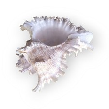 Magnifica Conchiglia Murice Ramificato Grande 16cm Decorazione Arredo Chicoreus