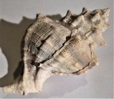 Conchiglia gasteropode HEXAPLEX TRUNCULUS MURICE No Fossile Alto Lazio 87 mm