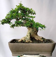 Quadro reale || Bonsai || Ehrethia microphylla || Carmona Retusa