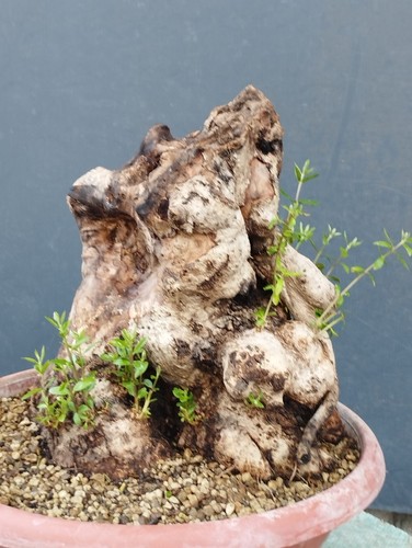 Bonsai olivastro 30x30cm - 30x30cm, in