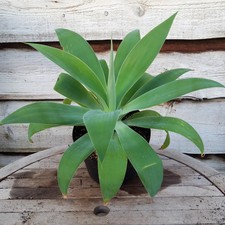 Agave attenuata, altezza