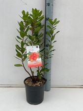 Corbezzolo "Arbutus unedo"