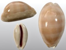 Cypraea carneola propinqua - , f