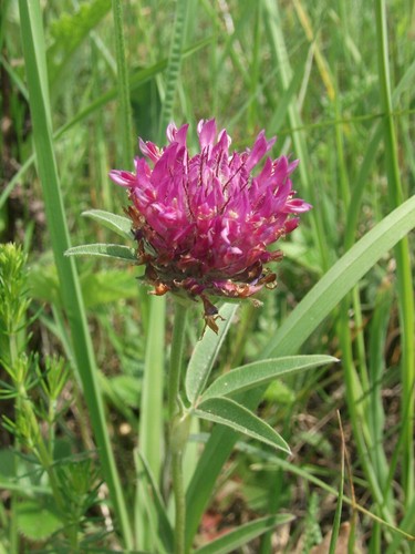 Collina trifolium alpestre - collina,