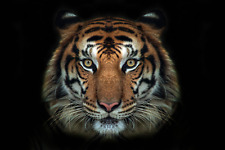 Adesivo da parete faccia di tigre 3D vinile decalcomania animale murale arte safari decorazione stanza