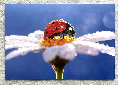 Cartolina postale coccinella - 1,