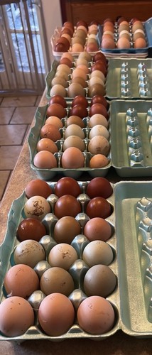 Rainbow hatching eggs - rainbow,