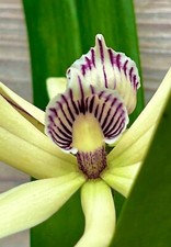 Encyclia baculus Species NUOVO