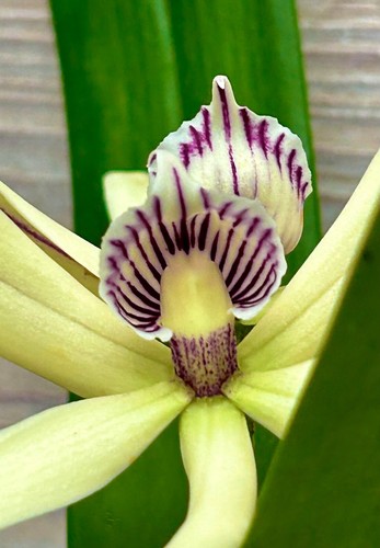 Encyclia baculus species nuovo - species,