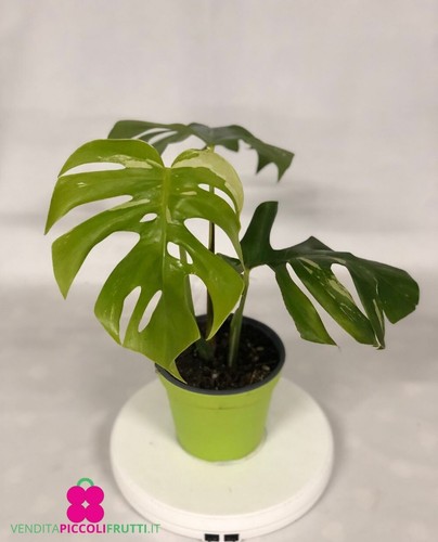 Pianta monstera albo - di,