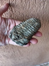 Fossili * GRANDE TRILOBITE  CALYMENE