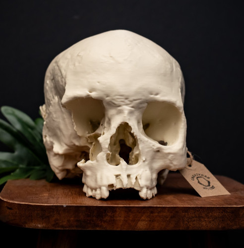 Human skull replica life - skull,