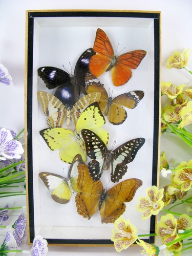 Vere bellissime farfalle
