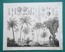 BOTANICA Piante Tropicali Data