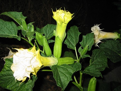 Datura triple white - , *