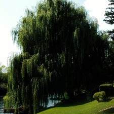 Salix babylonica - salice