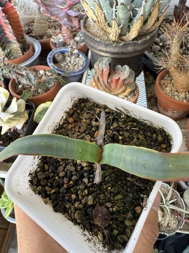 Welwitschia mirabilis - welwitschia,