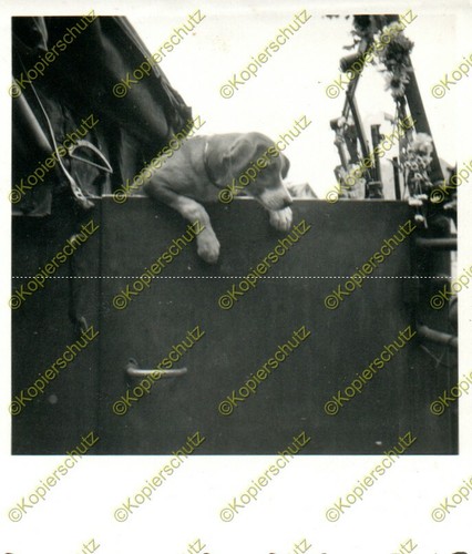 Foto wehrmacht cane da - wehrmacht,,