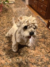 West Highland White Terrier (
