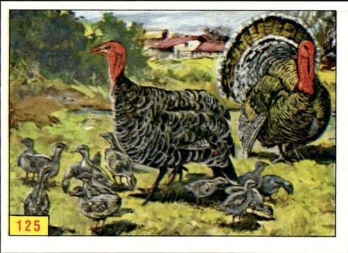 Figurina uccelli panini - uccelli, ed.panini