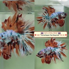 Live Betta Fish (Thailandia)