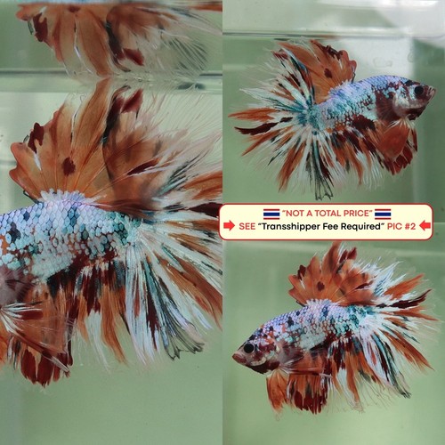 Live betta fish - fish, (thailandia)
