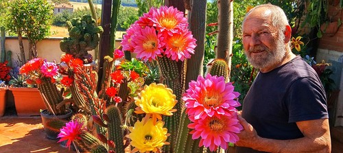 Echinopsis trico cereus - echinopsis-trico,