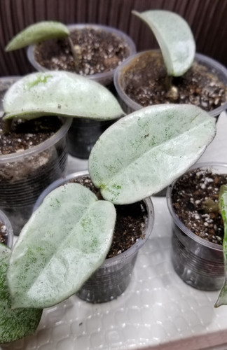 Hoya carnosa nova ghost - carnosa, 'nova