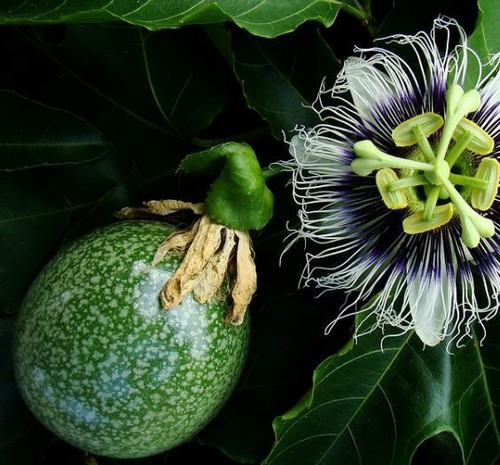 Passiflora edulis - passiflora,