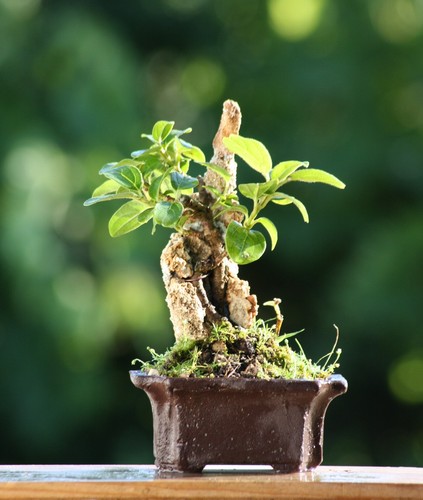 Prebonsai viburno - prebonsai,