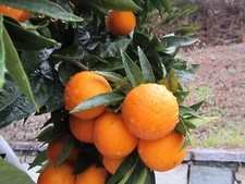 Pianta Arancio tarocco citrus sinensis  h25 30 cm in vaso 14 frutto tondo agrumi