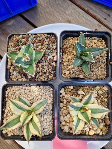 Set variegato agave - set,
