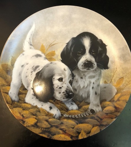 Setter inglese cuccioli - setter,