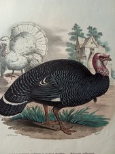 Ornitologia 1863/79 R