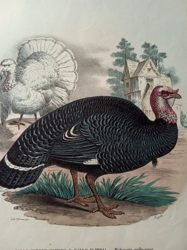 Ornitologia 1863 r - ornitologia, 1863/79