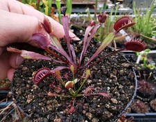 Dionaea muscipula "All Red