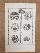 Cervello e midollo spinale