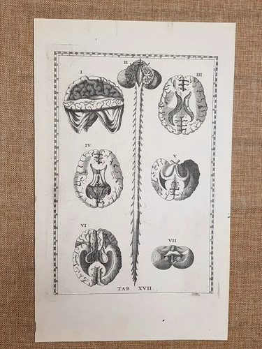 Cervello midollo spinale - e,