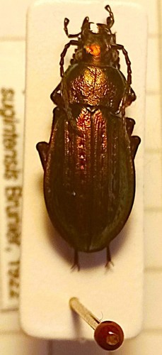 Carabidae carabinae carabus - carabinae,,